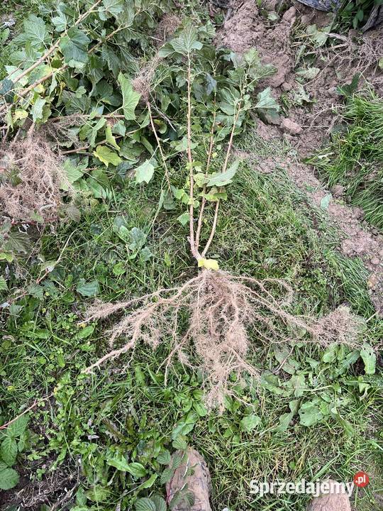 Sadzonka porzeczki tihope Kraśnik sprzedam