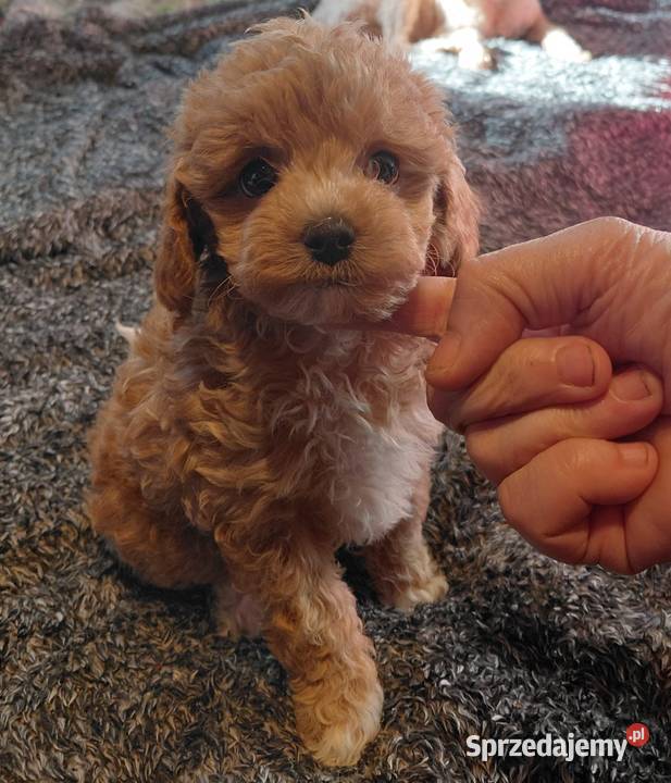 Maltipoo sunia red mazowieckie Wyszków