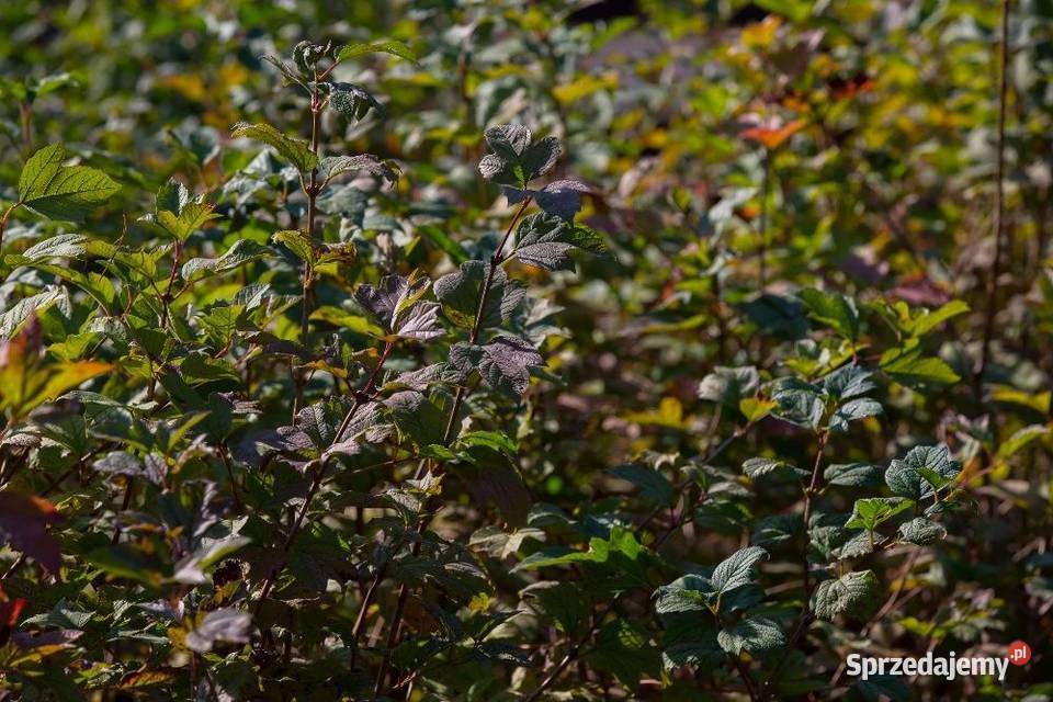 Kalina koralowa Viburnum opulus 3050 donica 2 l sprzedam