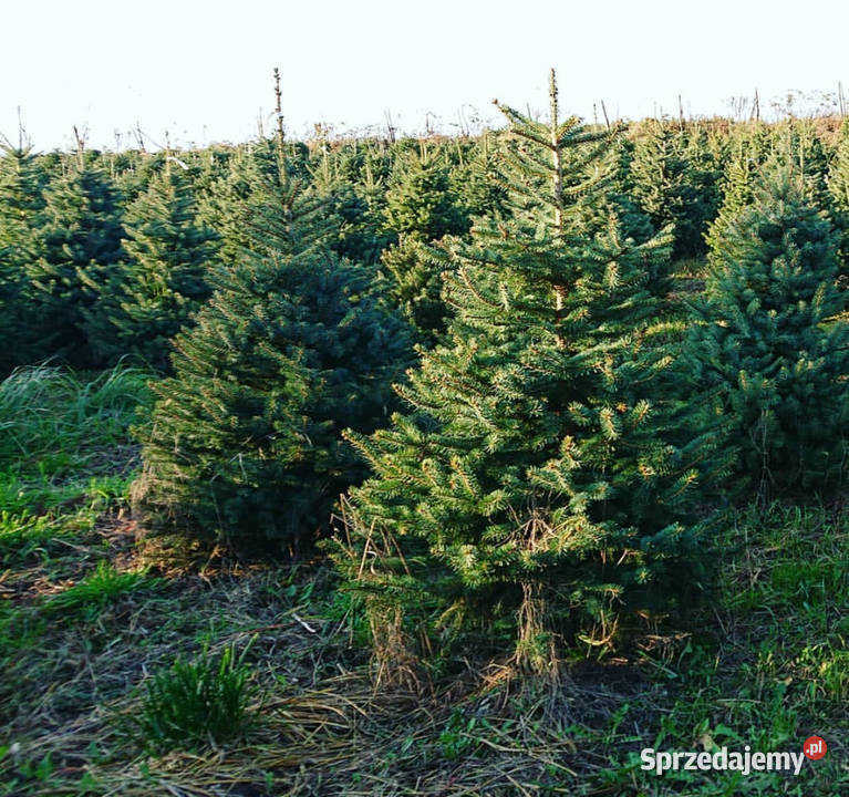 Choinki świeże z własnej plantacji mazowieckie Pułtusk