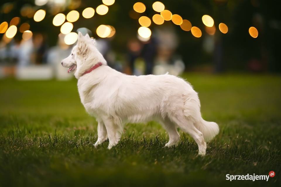 Biały Owczarek Szwajcarski ZKwP FCI szczenieta mazowieckie