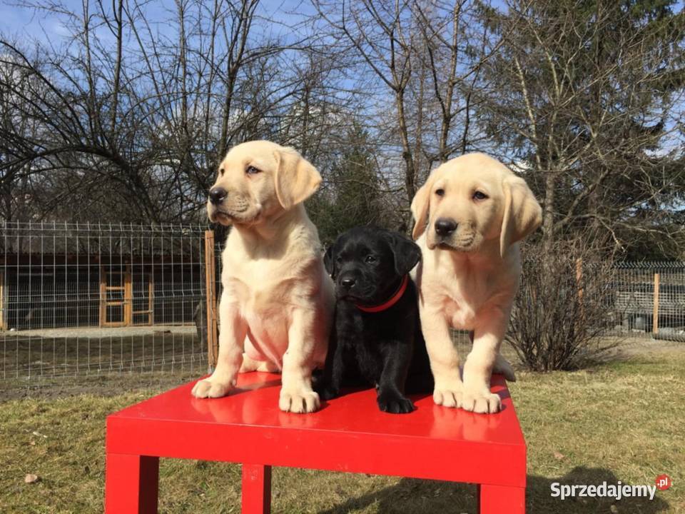 Labrador młode psy Bielsko-Biała