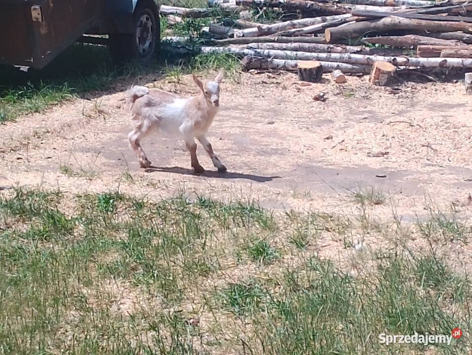 Kozioł dwuletni kózka dwuletnią z młodą kózka Pionki sprzedam