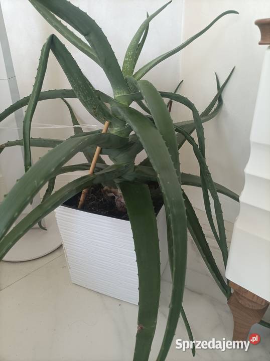 grubosz i aloes na sprzedaż Łódź
