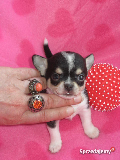 CHIHUAHUA mini najmniejsze cziłała Gdańsk