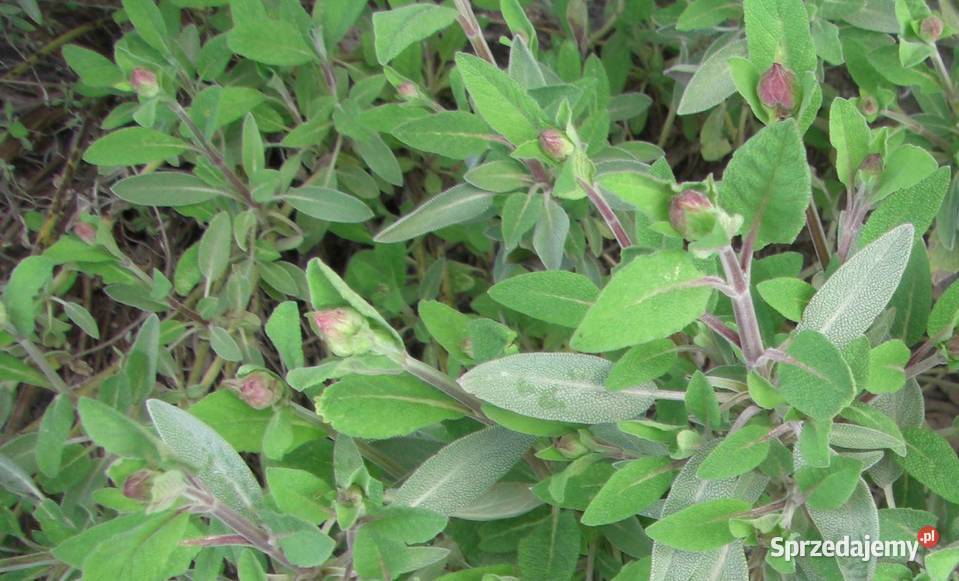 Zioła różne Białowieża