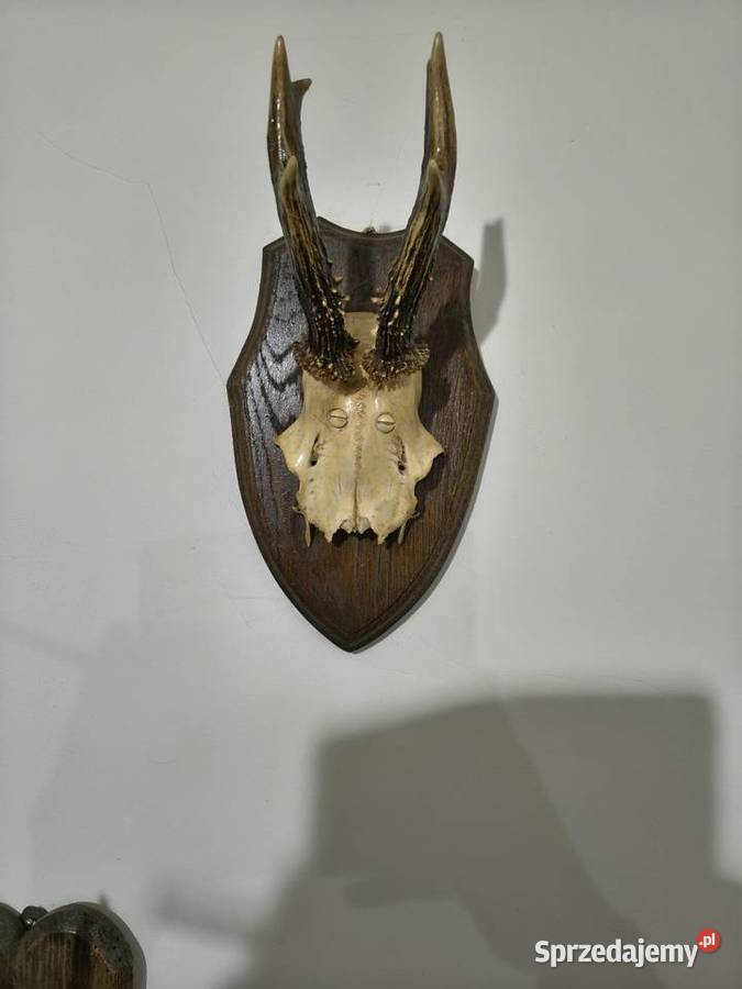 Rogi poroża ozdobne Jarocin sprzedam