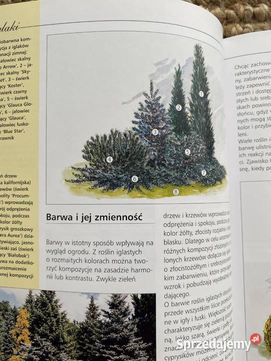 Iglaki w kompozycjach ogrodowych