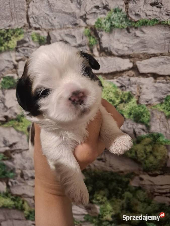 Shih tzu pieski piesek Rzeszów
