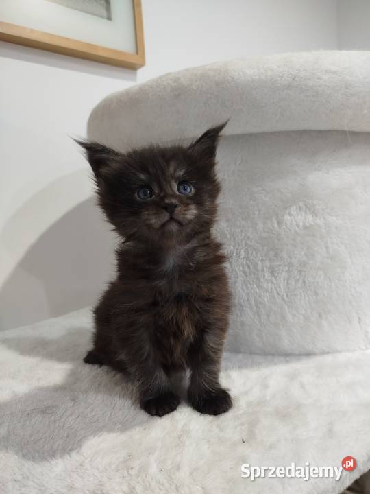Kotka Maine Coon Nera Szembruk