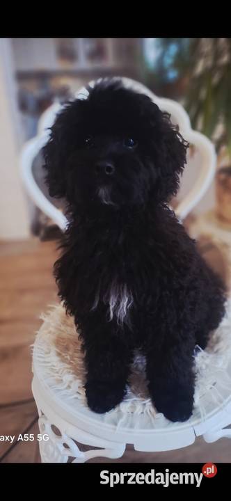 Shihpoo piesek Shihtzu Pudel toy miniatura Maków Mazowiecki