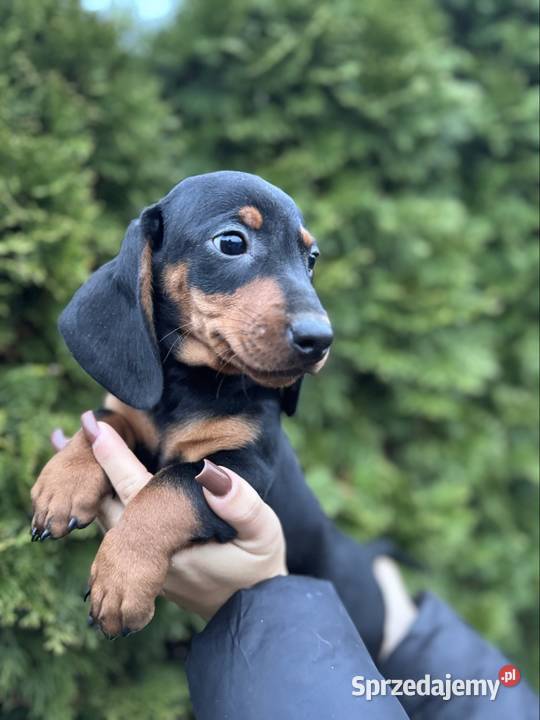 Jamnik standard piesek czarny podpalany z Dąbrowa Górnicza