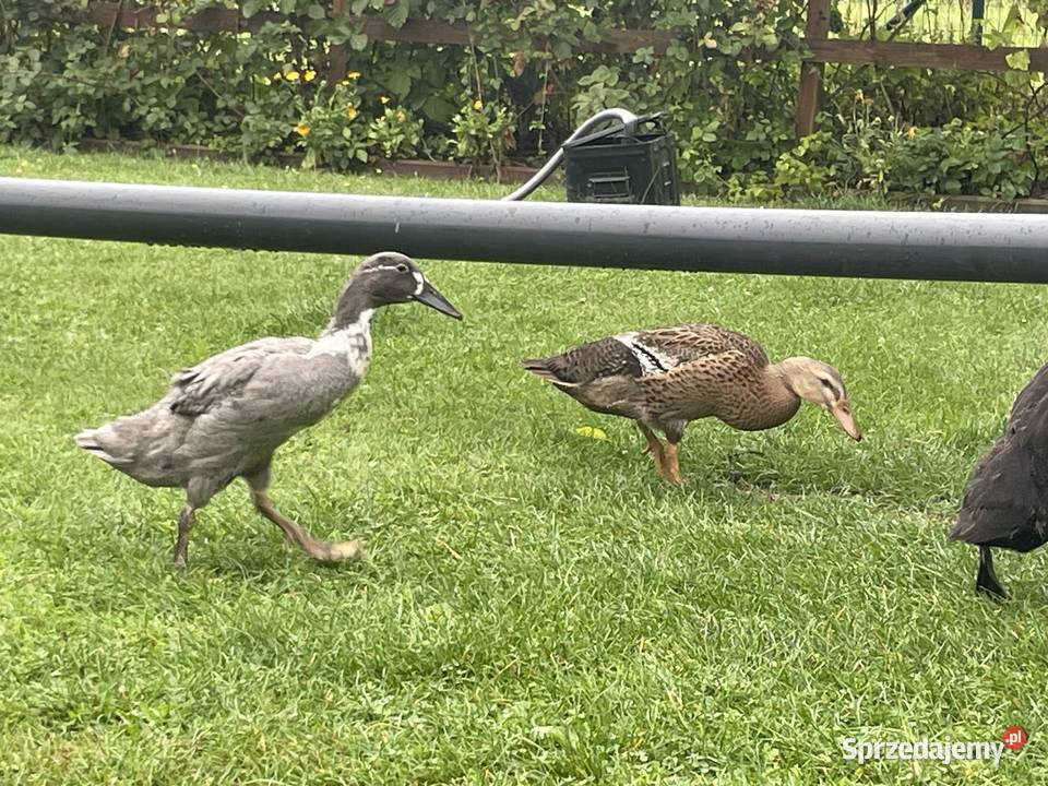 kaczki biegusy Gorzów