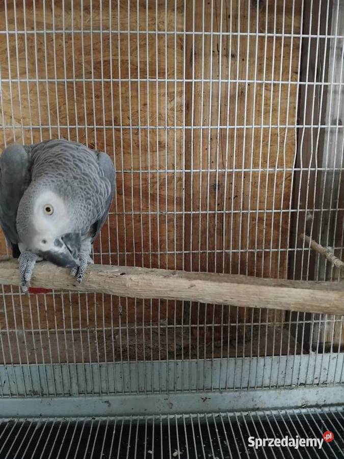 Samica i samiec Żako Bogoria sprzedam