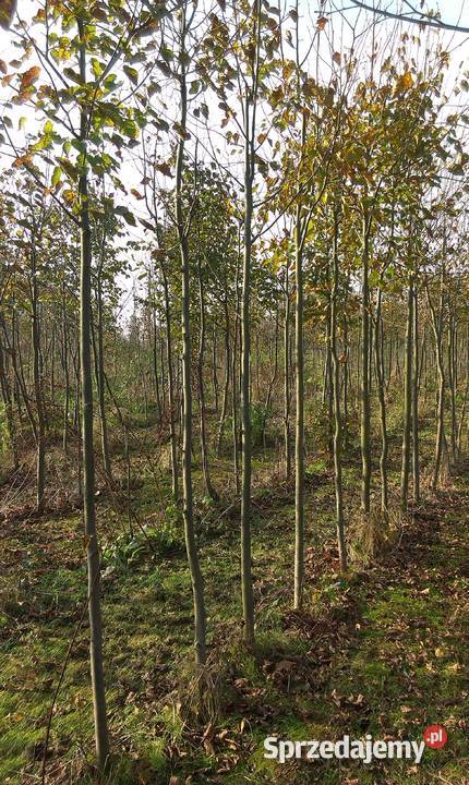 Lipa drobnolistna obwód 1620 Golasowice