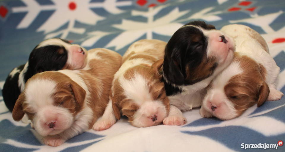 Cavalierki cavalier king charles spaniel Lidzbark