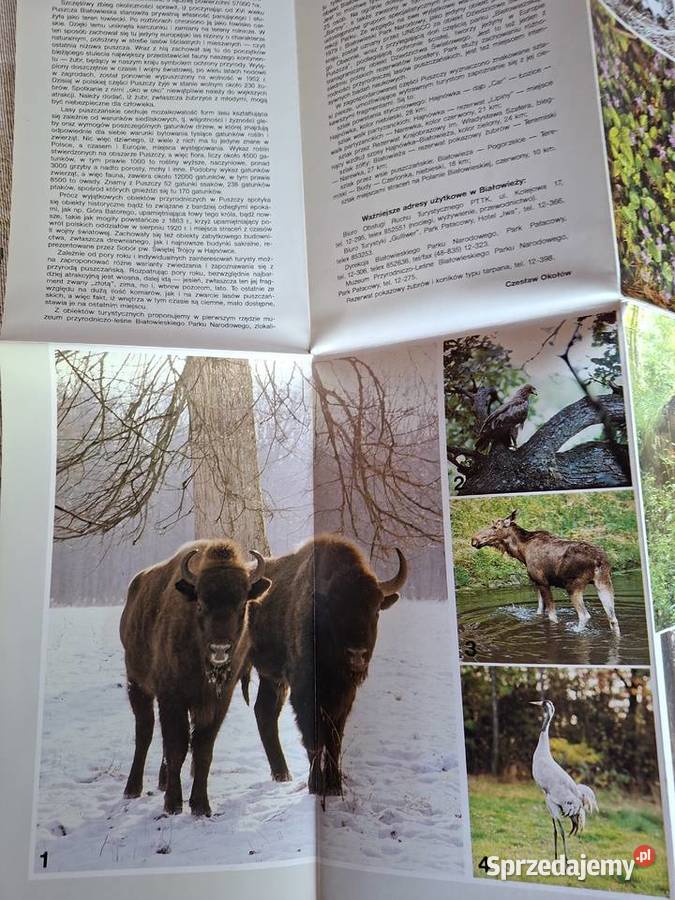 Puszcza Białowieska mapa małopolskie Kraków