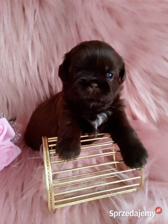 Czekoladowa suczka rasy ShihTzu Namysłów