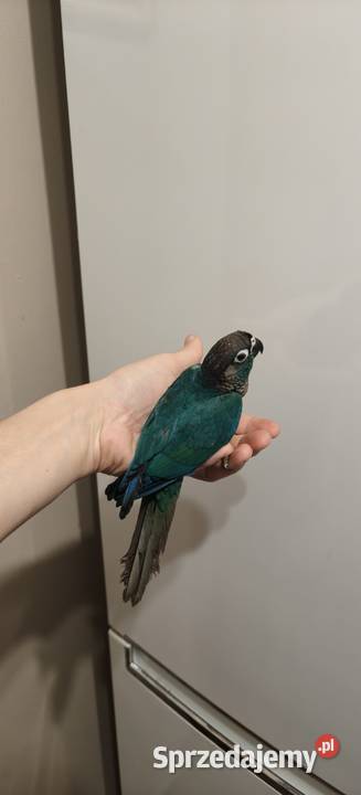 Papugi Rudosterki ręcznie karmione Kraków