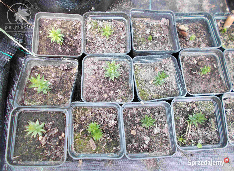 Araukaria chilijska nasiona araucaria araucana Myszków