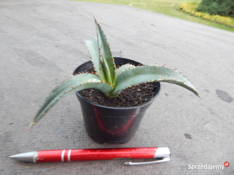 Unikatowa agawa kolekcjonerska agave Kraków