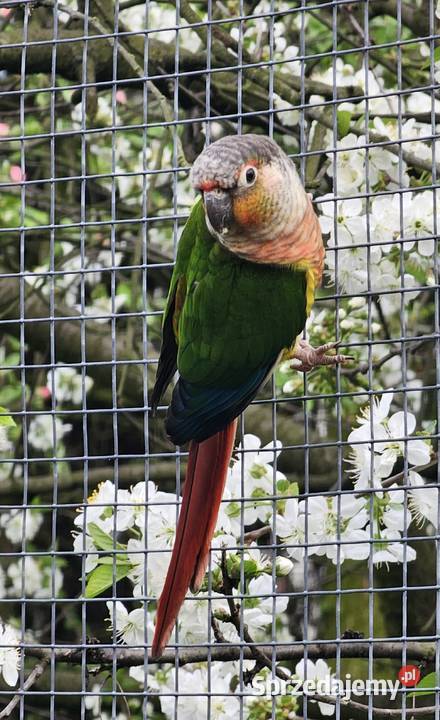 Sprzedam papugi Rudosterkę Ptaki Ostrów Wielkopolski