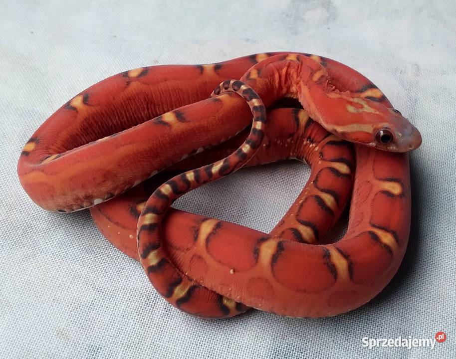 Wąż zbożowy SCALELESS węże zbożowe Red Factor mazowieckie Warszawa