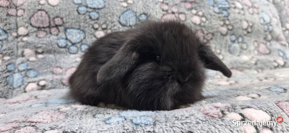Króliczek Baranek Mini Lop samiczka Wołomin