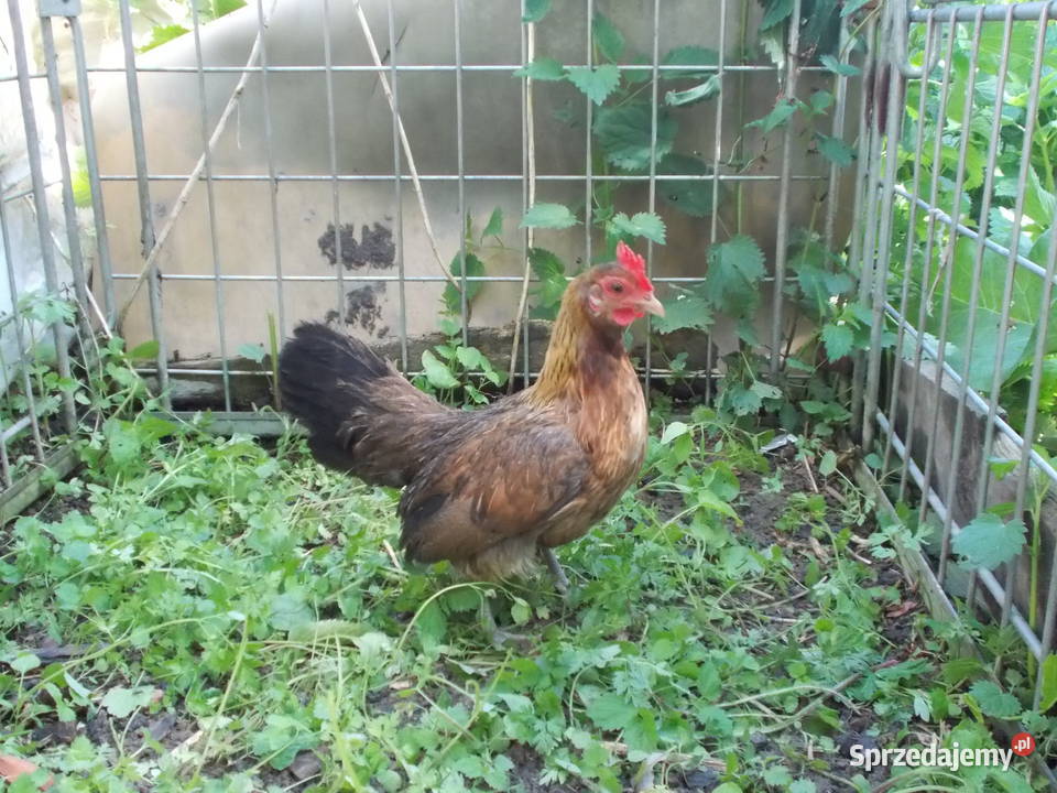 Liliputki złociste i srebrzyste para kogut kura Drób i ptactwo Kutno
