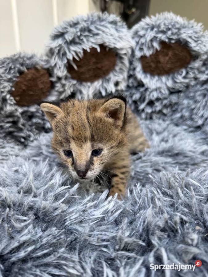 Samiec serwal Pozostałe małopolskie Kraków