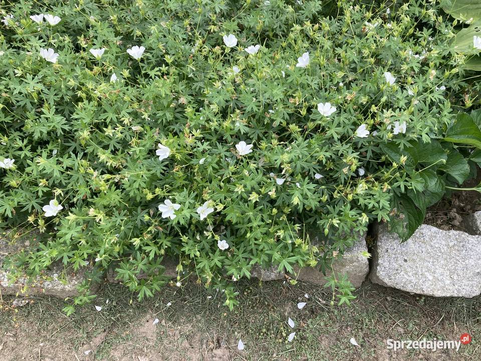 Bodziszek biały Geranium sanguineum Album