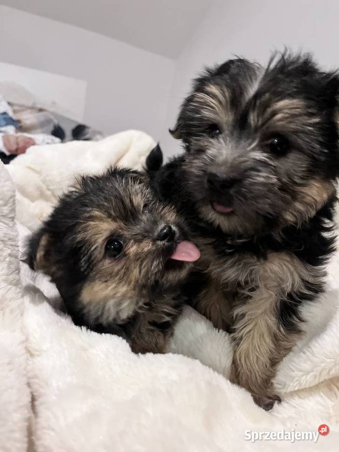 Sprzedam Suczka morki Gdańsk sprzedam