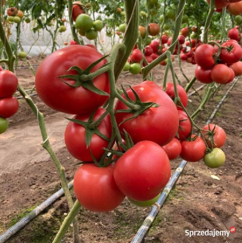 Pomidor malinowy ANTELAIS sadzonki pomidorów Jelenia Góra