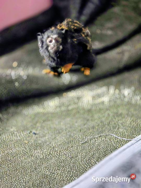 Tamaryna złotoręka Samiczka Kutno