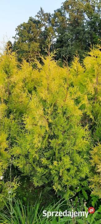 Thuja Szmaragd 80250 Tuja Szmaragd Tuja Brabant