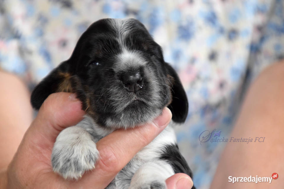 Cocker Spaniel Angielski szczenięta Nowy Sącz
