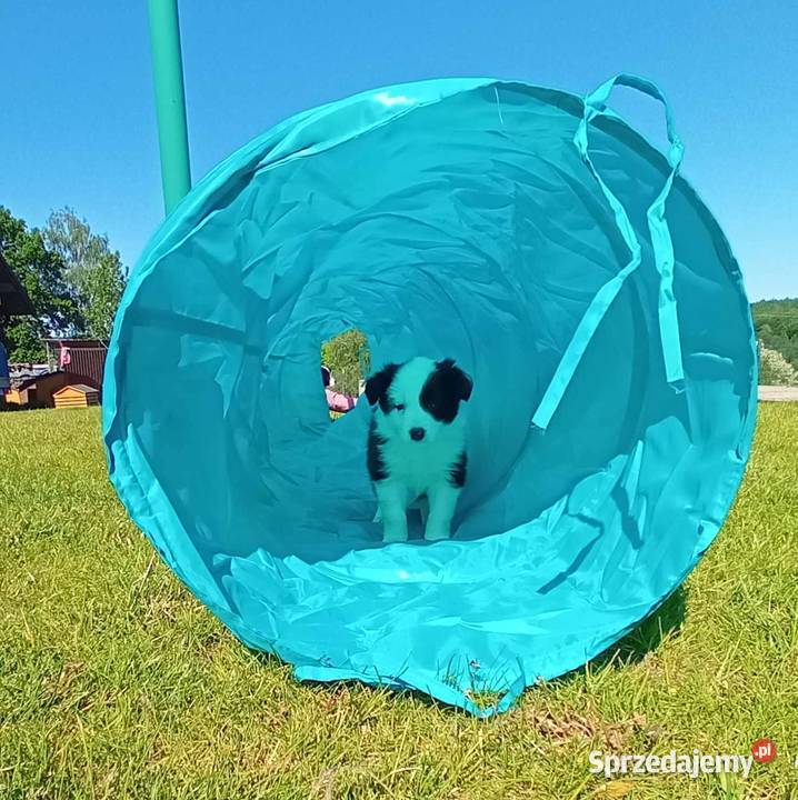Border Collie FCI suczka do dogoterapii dotowa podkarpackie sprzedam