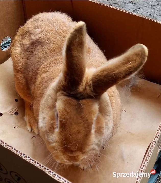 Królik dorosły samiec sprzedam