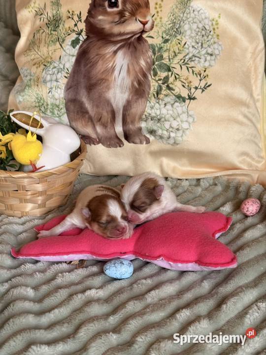 Szpic miniaturowypomeranian Zrębice