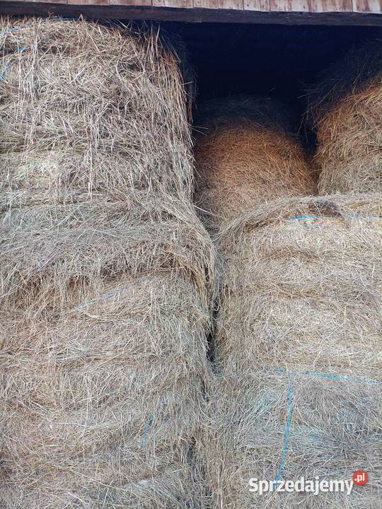 Siano w belkach 120x120 lubelskie Parczew sprzedam