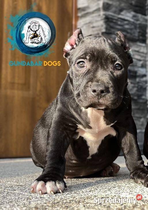 American Bully suczka ABKC Amstaff Koło
