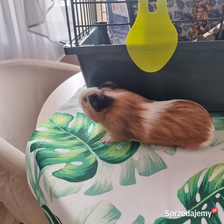 ŚWINKA MORSKA plus zestaw Przemyśl sprzedam