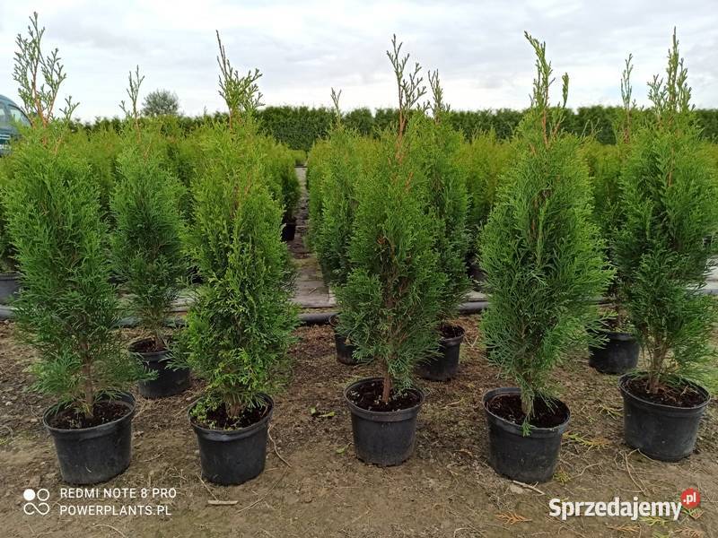 Thuja Tuja Smaragd 6070 8 Wrocław Januszkowice