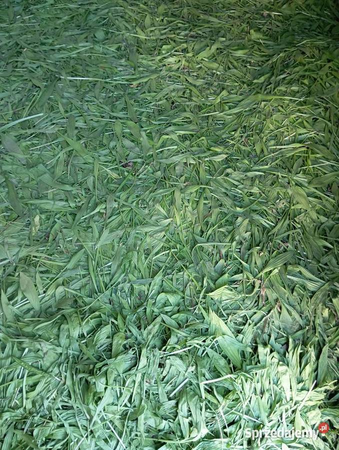 Nasiona babka lancetowata 2025 Izbica