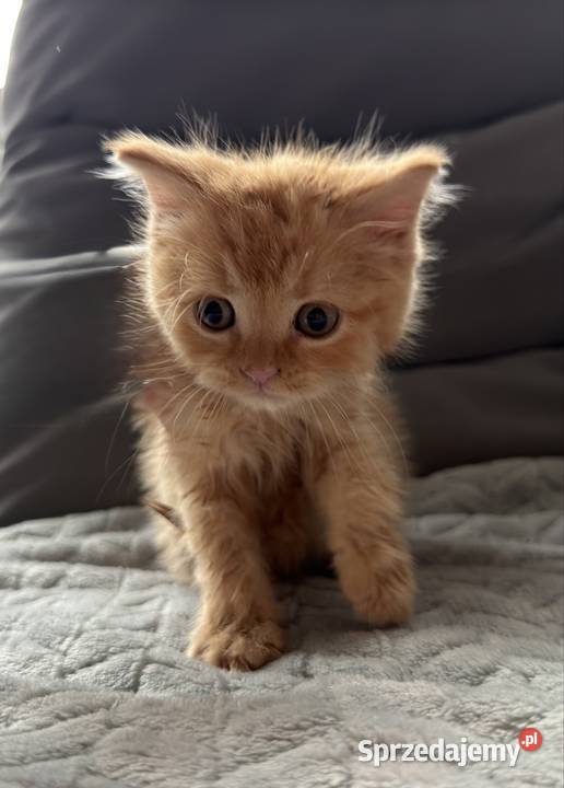 Brytyjski długowłosy krótkowłosy szylkret rudy