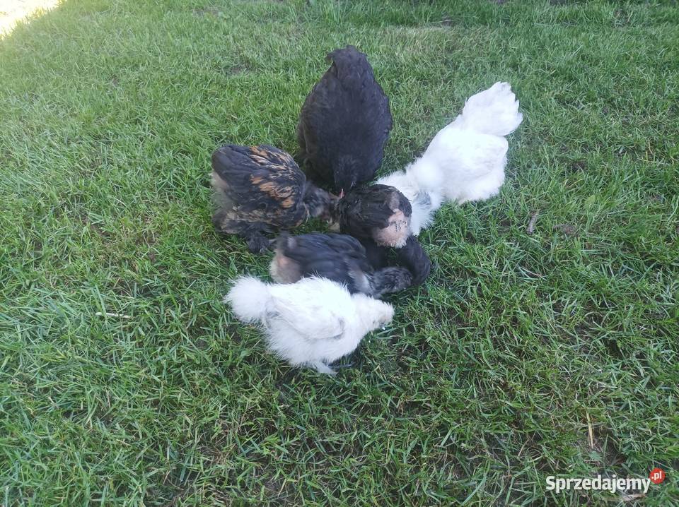 Kury ozdobne silka Brahma karzełek podkarpackie Szafranów