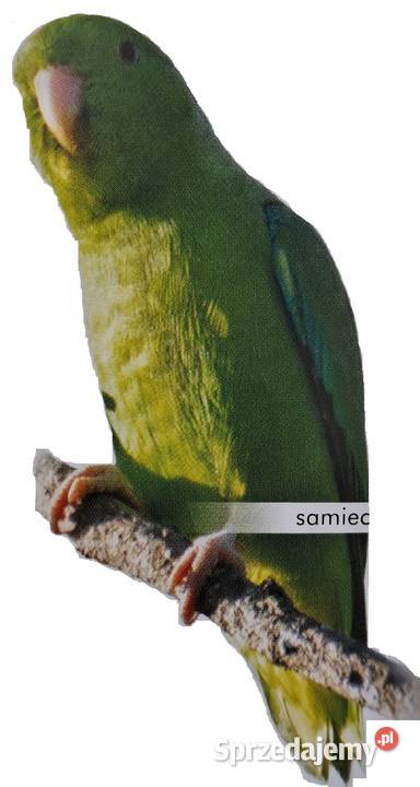 Wróbliczka zielonolica samczyk Ptaki małopolskie Kraków