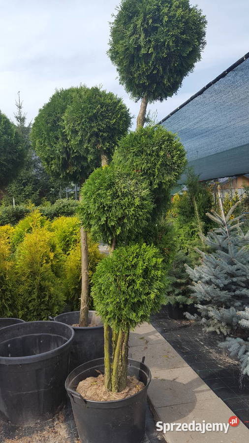 Świerk Glauca Globosa na pniu szczepiony srebrny Pabianice