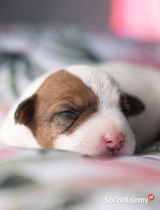Szczenięta Parson Russell Terrier Warszawa