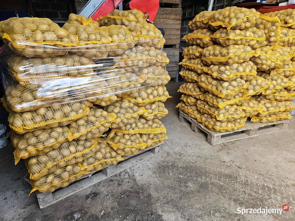 Ziemniaki jadalne Soraya Marchew Pietruszka Kolosy